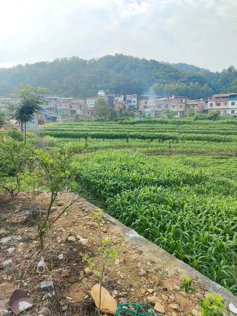 Kaiyun中国官网-下一代都不回农村，还有必要回老家建房吗？说回农村建房人傻的，才是真不懂